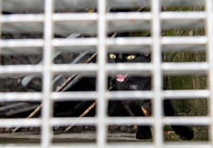 Gatto salvato in metro, la storia